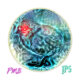 Pullus-pipit-JPS-PMB