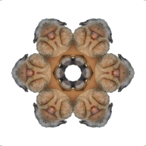 V4
