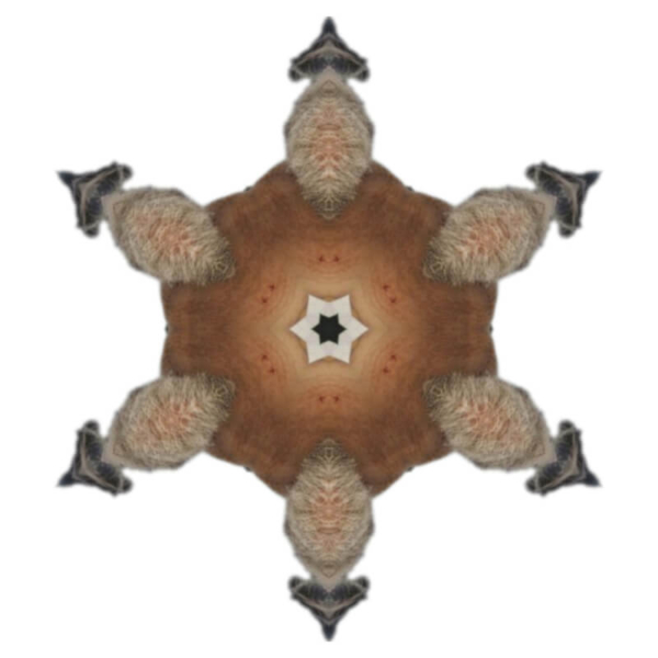 V6