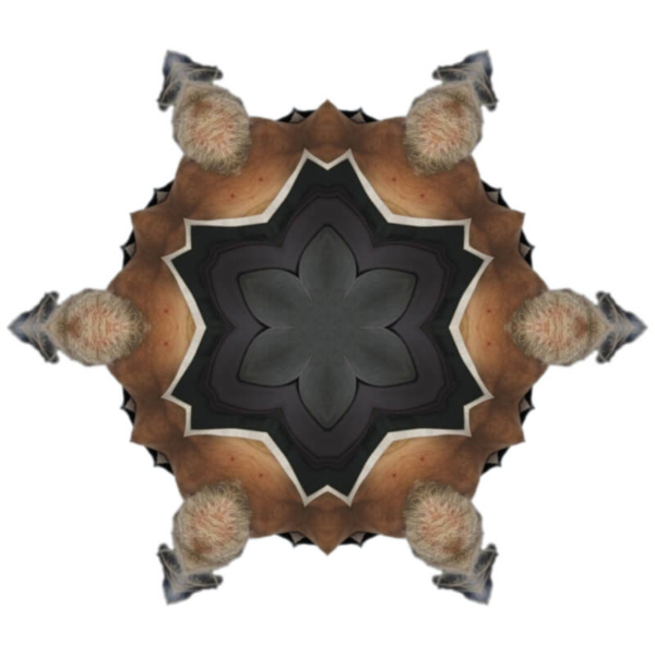 V7